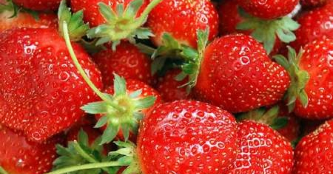   توزیع کود های کشاورزی و افزایش30 درصدی برداشت توت فرنگی در گلستان