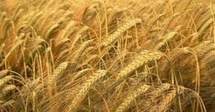 مبارزه با آفات در 8هزار هکتار از مزارع گندم در مازندران