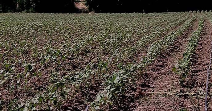 توزیع  کود های کشاورزی در سطح20 هزار هکتار کشت پنبه در گلستان