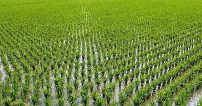 توزیع کود های  کشاورزی و کشت حدود17 هزار هکتار برنج تاکنون در گلستان