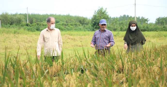 بازدید مزارع تولید بذر مادری شرکت خدمات حمایتی کشاورزی استان گیلان