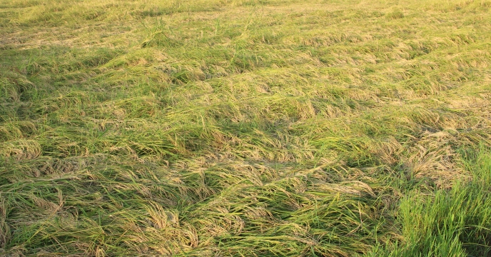 خسارت مزارع تولید بذر برنج در اثر ورس یا خوابیدگی