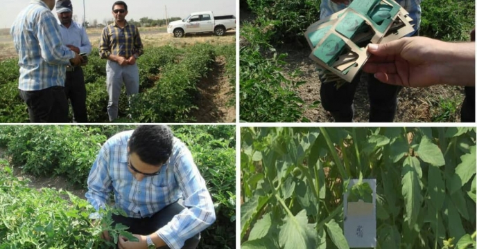 تأمین نهاده های کشاورزی 4500 هکتار از مزارع گوجه فرنگی استان قزوین