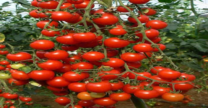 پیش بینی تولید ۷۰۰ تن گوجه گیلاسی در خراسان جنوبی