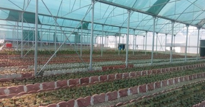 بهره برداری از گلخانه هیدروپونیک (بدون خاک) در  استان مازندران