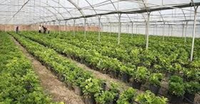 تولید 13 هزار تن محصول گلخانه ای در خراسان شمالی