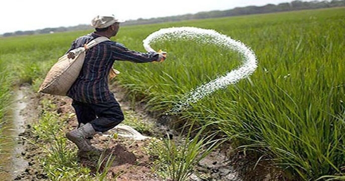 توزیع 288 تن کود شیمیایی اوره در بین کشاورزان از طریق کارگزاری تعاونی تولید چورمق در شهرستان رزن