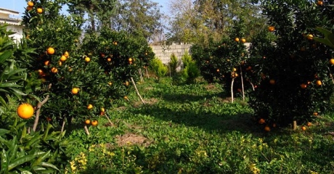 2400 هکتار باغ پرتقال در نوشهر  استان مازندران
