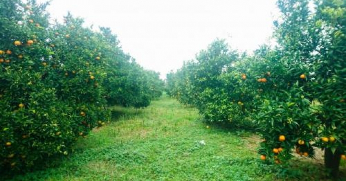 750 هکتار باغ پرتقال در نور  استان مازندران