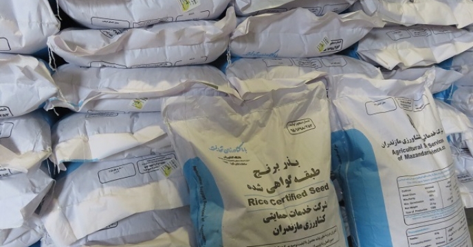 حمل بذر شلتوک برنج به انبارهای شرکت