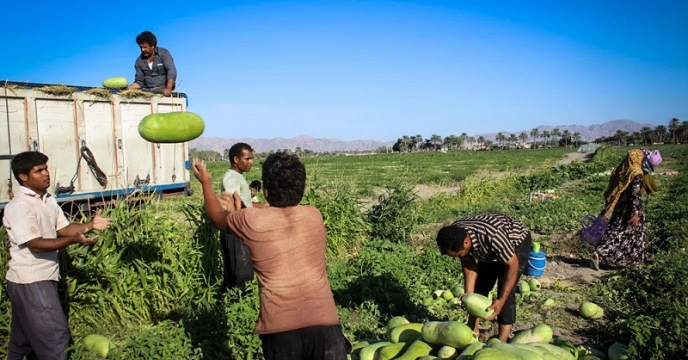 برداشت محصول هندوانه شهرستان بندرلنگه – استان هرمزگان