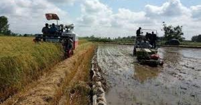 برداشت برنج از 12 هزار هکتار از اراضی شالیزاری بابلسر مازندران