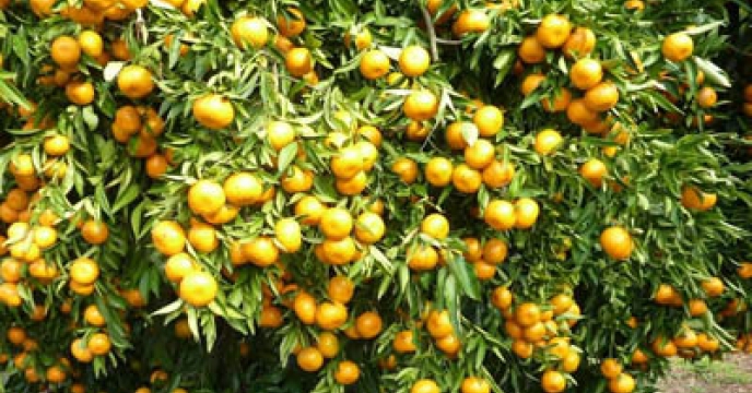 30هزار هکتار باغات نارنگی در استان مازندران