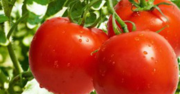  توزیع  کود پرمصرف و پیش بینی تولید 200 هزارتن گوجه  فرنگی در گلستانی