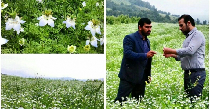 توصیه استفاده از کود های تقویتی میکرو المنت در مزرعه سیاهدانه شهرستان آزادشهر گلستان