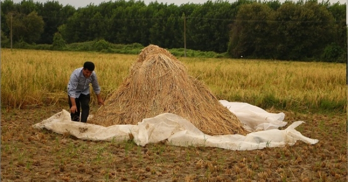 28هزار و 678 هکتار کشت ارقام محلی برنج در آمل مازندران