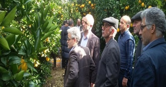 بیش از 7هزار هکتار باغ مرکبات در میاندورود استان مازندران