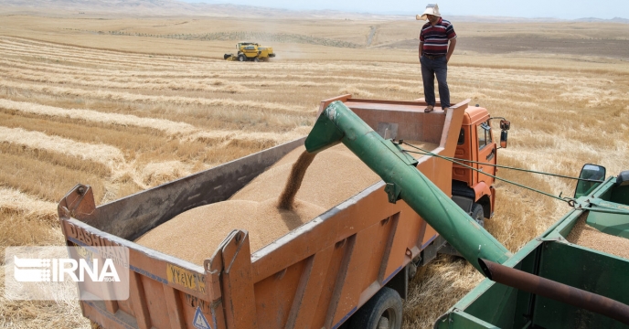 توزیع کود های پرمصرف و برداشت308 هزارتن گندم در شهرستان گنبد گلستان