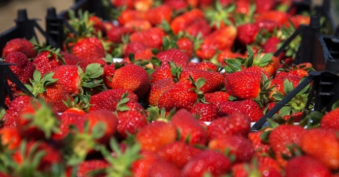 تامین کود برای 6 هکتار مزارع توت فرنگی در گلوگاه