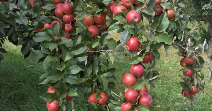تامین کود برای باغات سیب در مازندران