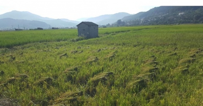 370هکتار پرورش رتون برنج در سوادکوه شمالی  استان مازندران
