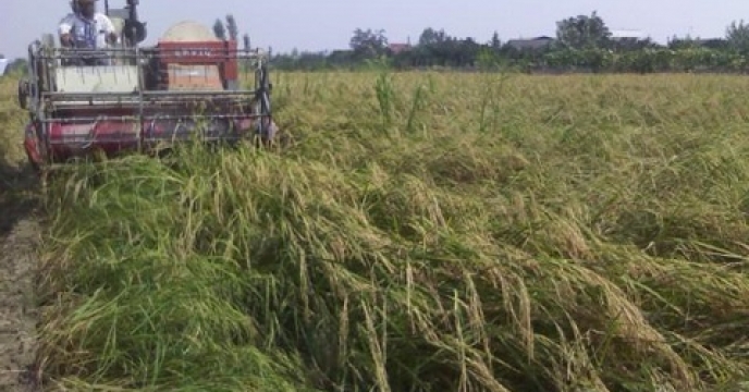 1000 هکتار سطح زیرکشت برنج در نوشهر استان مازندران