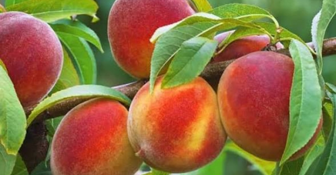 توزیع گسترده کود یارانه ای برای باغات هلو در گلستان
