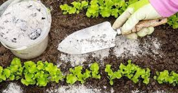 توزیع  بیش از ۲۹۳ تن کود برای مزارع سبزیجات  استان گلستان