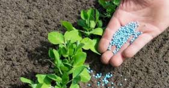 مقدار تقریبی بیش از1608تن انواع نهاده های کشاورزی ازت،فسفات،پتاس در شهرستان رضوانشهر توزیع شده است
