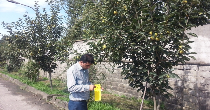 نصب تله چسبی زرد حشرات در محوطه اداری شرکت خدمات حمایتی کشاورزی استان گیلان