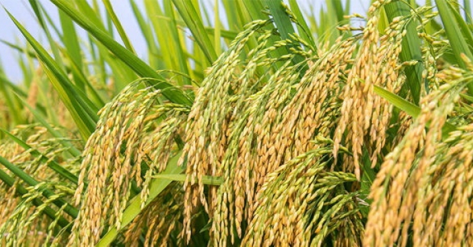 ارائه مشاوره فنی درمورد بذر برنج در استان مازندران