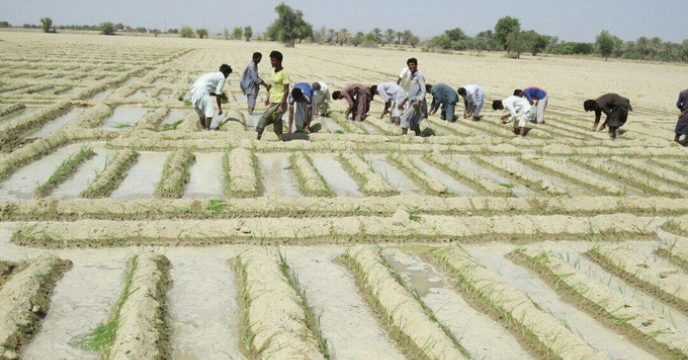  افزایش 30هزار هکتاری سطح زیر کشت محصولات زراعی ، ره آورد بارندگی های اخیر استان سیستان  بلوچستان  