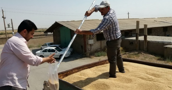 مراحل عملیات خرید بذرگندم و جو در شرکت خدمات حمایتی کشاورزی استان مرکزی: