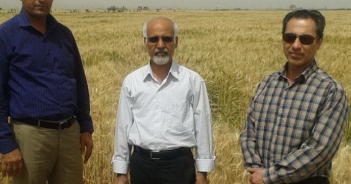 گزارش بازدید از مرحله برداشت مزارع گندم بذری استان هرمزگان