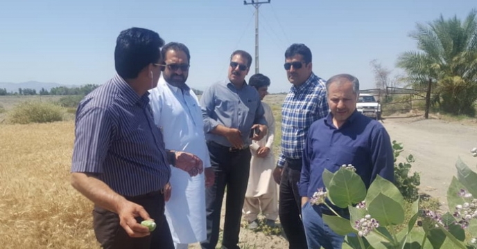   بازدید مدیر فنی و بهبود کیفیت بذر از مزارع و انبار بذر ایرانشهر