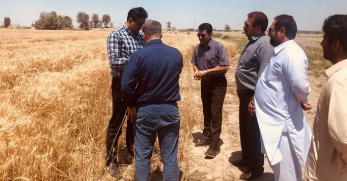 بازدید از مزارع تولید بذر و انبار بذر و همچنین دستگاههای بوجاری انبار ایرانشهر