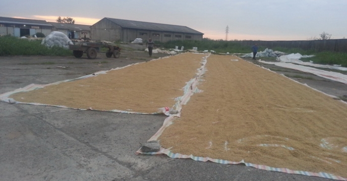 تولید و فرآوری 1050 تن انواع بذور مادری و گواهی شده برنج  در استان گیلان