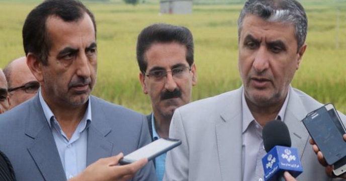 اولین برداشت مکانیزه برنج کشور در مازندران