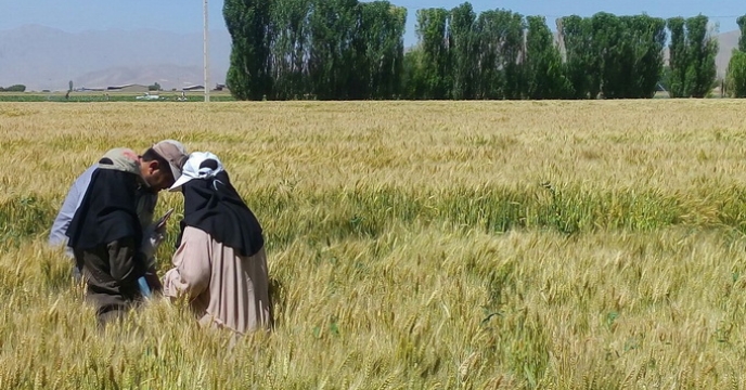کارشناسان دفتر مرکزی از مزارع بذور استان بازدید کردند.