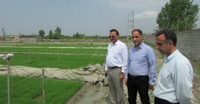نشست فنی تولید برنج ارگانیک در استان مازندران