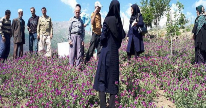 برگزاری جشنواره گیاهان داروئی در استان مازندران
