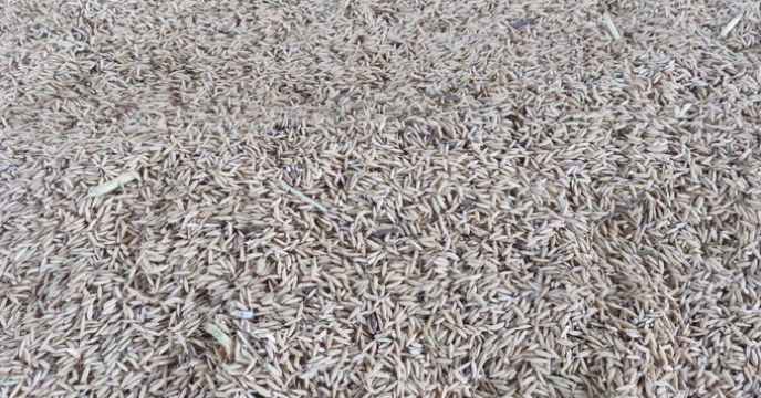شروع کاشت برنج و شتاب در عرضه کود در استان مازندران