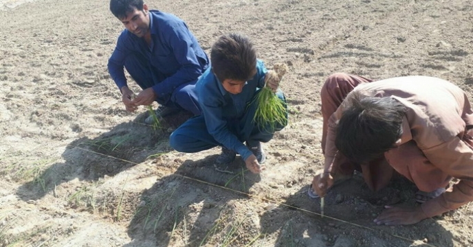 کشت نشاء پیاز در روستاهای استان سیستان و بلوچستان