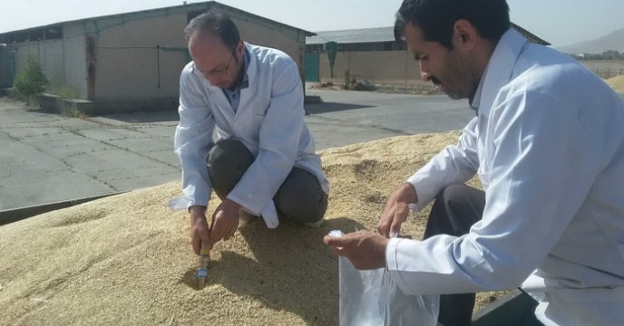 آغاز خرید بذر جو در استان مرکزی
