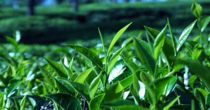  خرید برگ سبز چای در استان گیلان