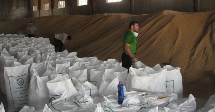 خرید 7300 تن گندم در استان مازندران