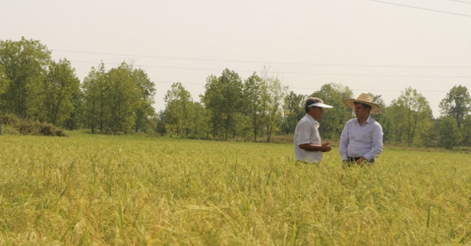 گزارش بازدید از مزارع بذری و آخرین توصیه های فنی به پیمانکاران استان گیلان 
