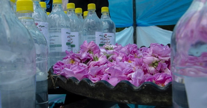 ساری میزبان نخستین جشنواره گل محمدی استان مازندران