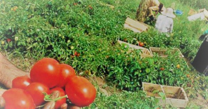 پیش بینی تولید بیش از 100 هزار تن گوجه فرنگی در شهرستان میناب