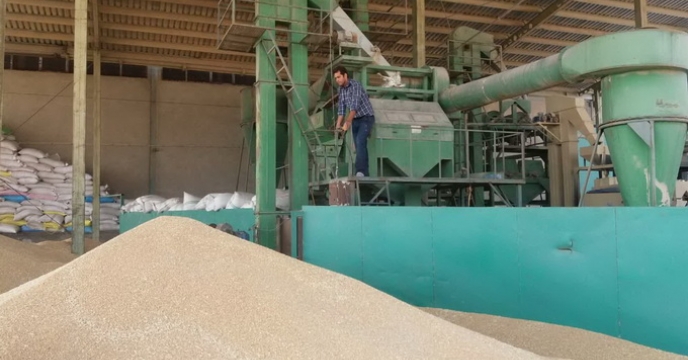 رتبه بندی شرکت های تولید کننده بذر 